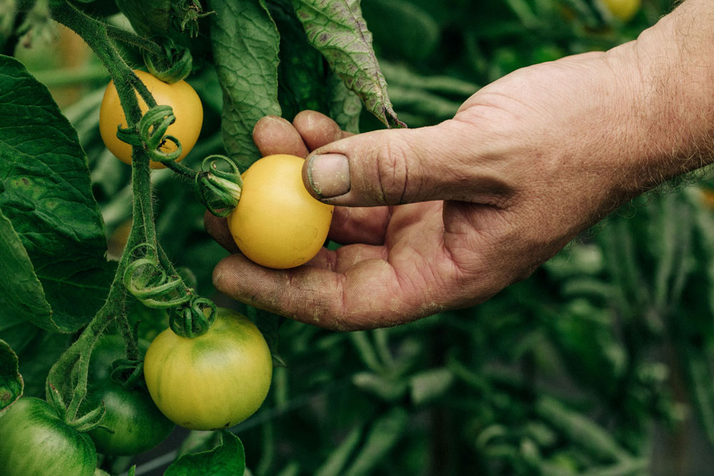 Plukken van gele tomaten